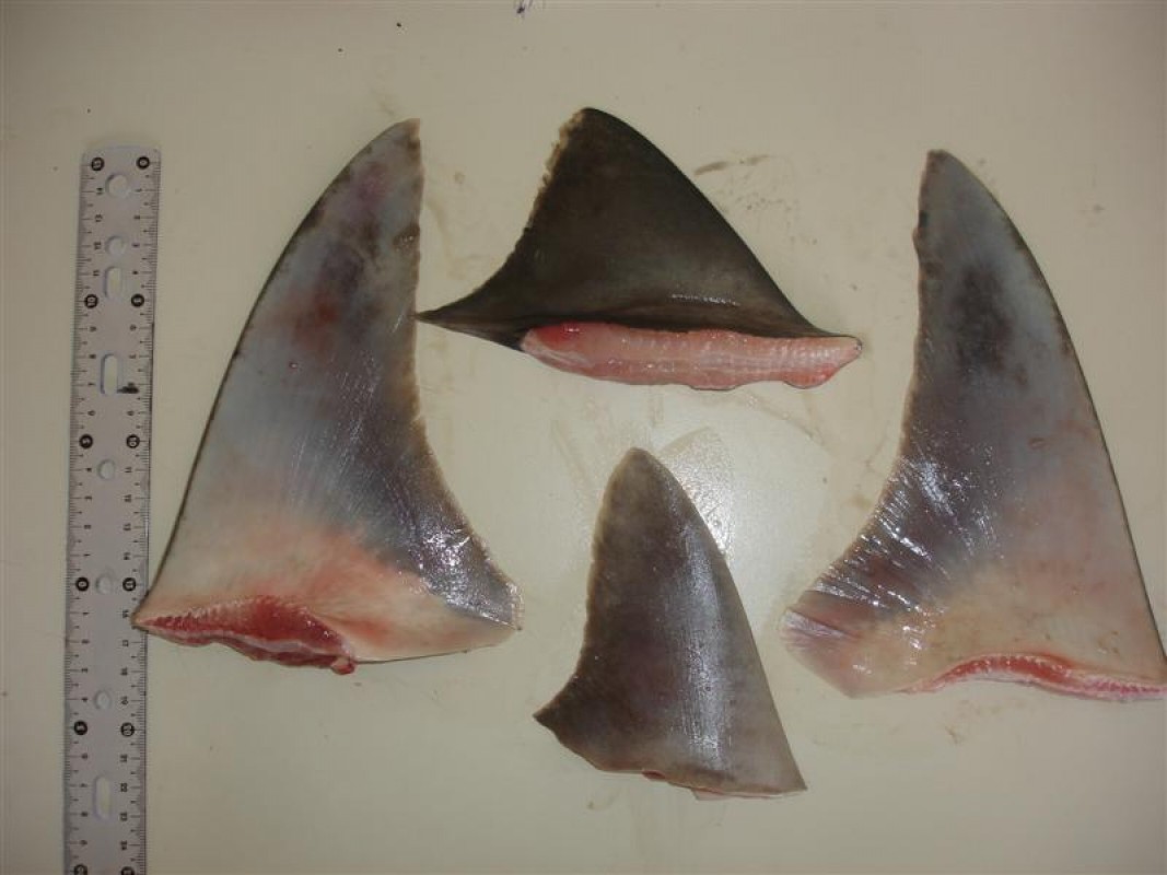 Frozen Shark Fins from Argentina
